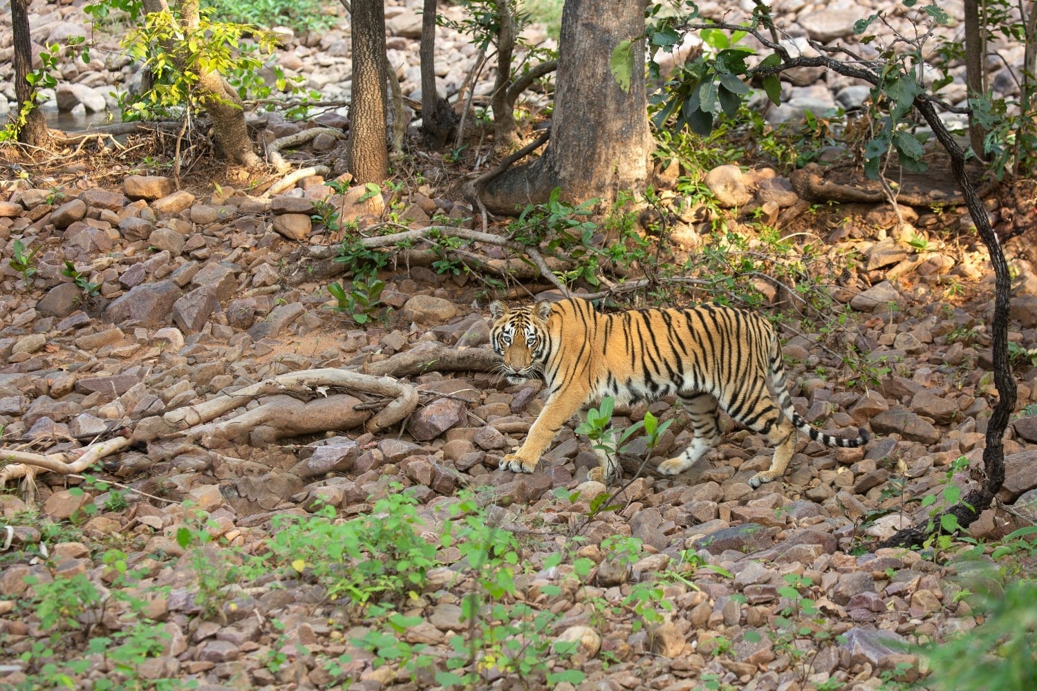 Pench Tiger